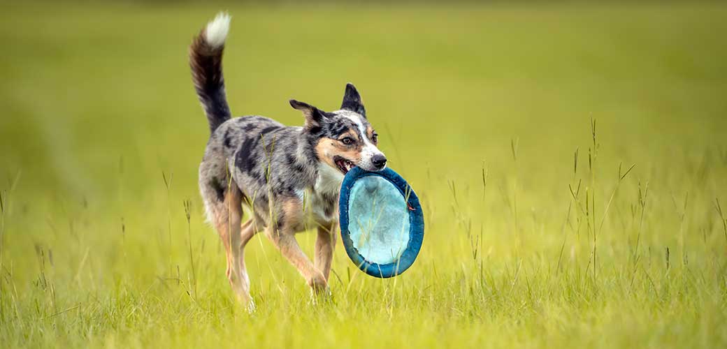 Koolie Australian working herding dog or German Coolie. Australia original working herding dog. Running in a field with a disc. banner image