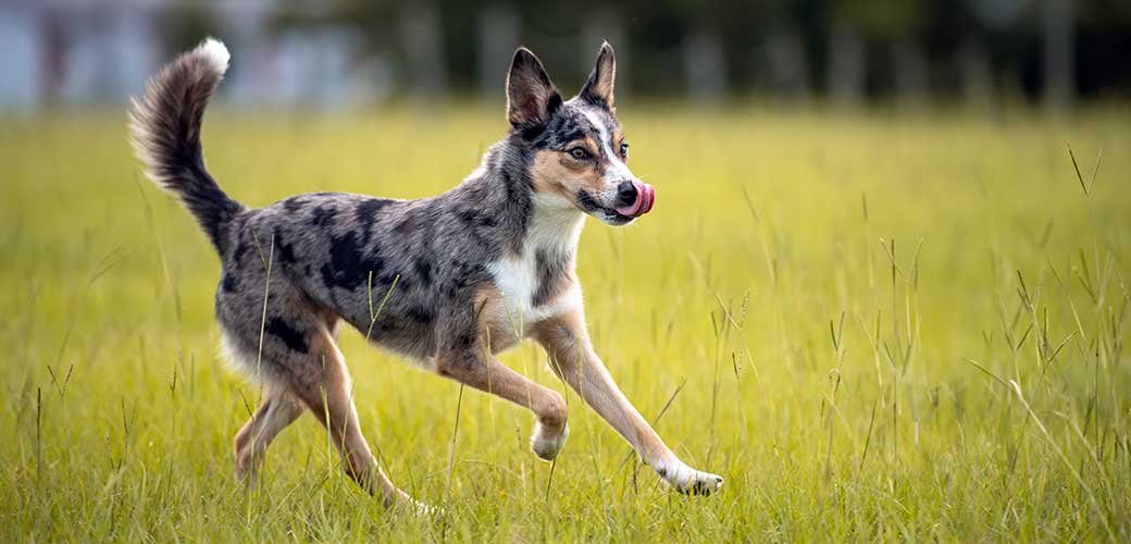 Koolie Australian working herding dog or German Coolie. Australia original working herding dog.