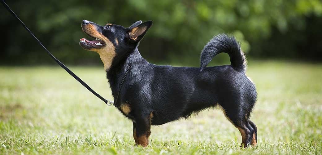 Lancashire Heeler on a leash outdoors, looking at their owner.