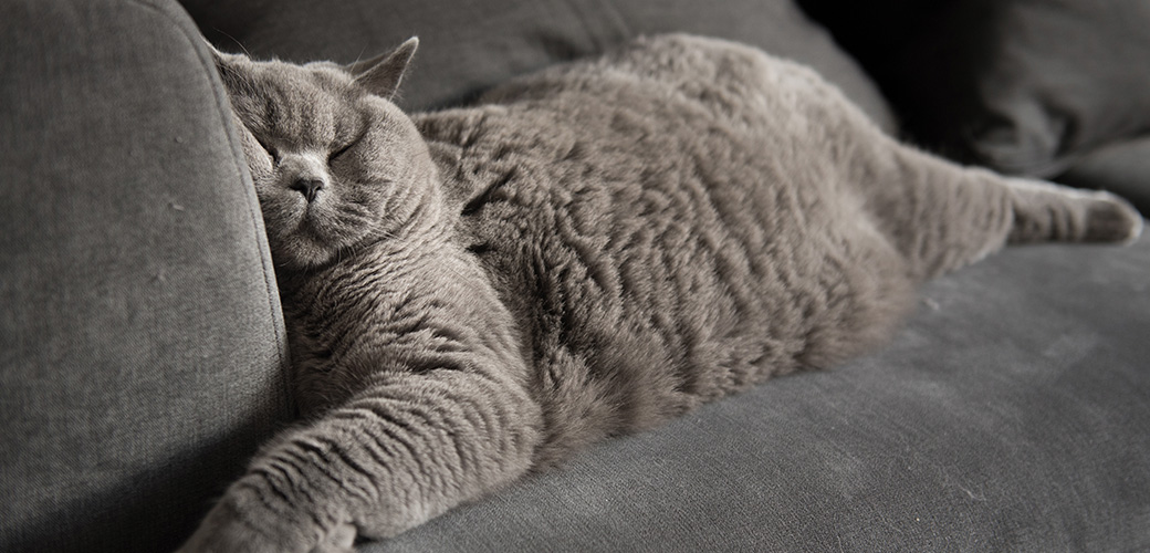 Lazy British Short Hair cat sleeping on a couch in a flat in Edinburgh, Scotland, with her face squashed as she is fully relaxed