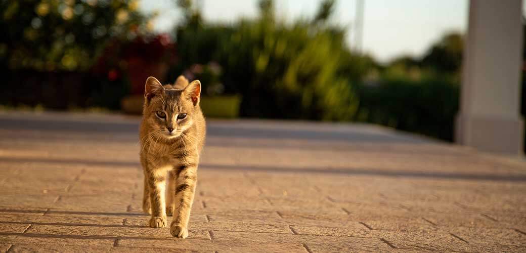 Lovely domestic cat from a summer house