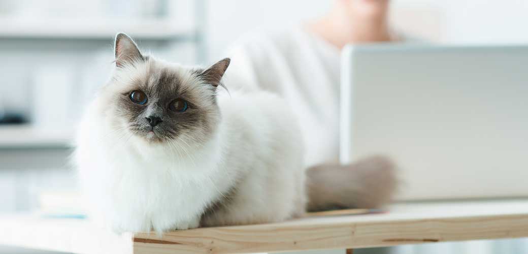 Lovely soft cat posing on a desktop, a woman is working with a laptop on background, selective focus