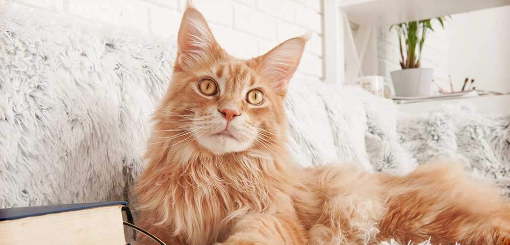 Maine Coon Cat reading a book
