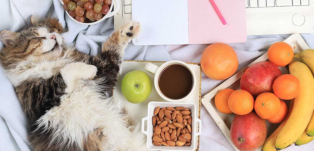Modern woman working desk, cozy home office with a cat. coffee and fruit on a light blanket, making a plan and goals for the new year, healthy lifestyle, detox diet concept, flat lay, selective focus.
