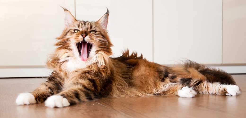 Natural lighting and shadow of blur Maine coon cat sunbathing on wooden floor in bedroom background with copy space. adorable cat background. lovely pet in family concept.