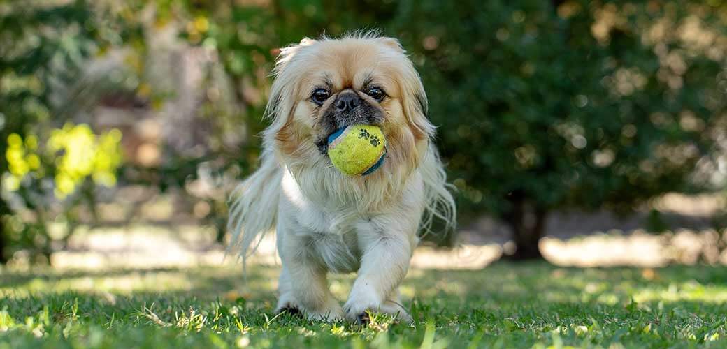 Pekingese Dog running in the park with a tennis ball in her mouth