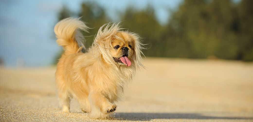 Pekingese dog outdoor portrait walking on sand beach