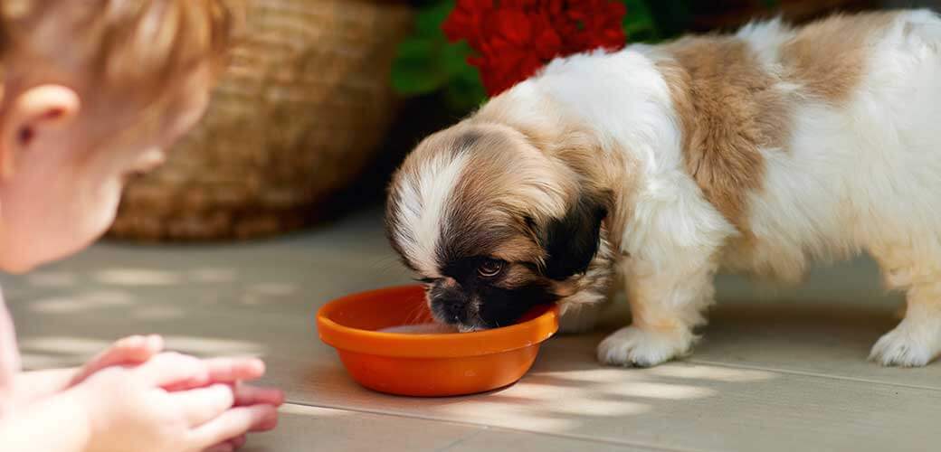 little girl watching her Pekingese puppy dog is lapping up from the bowl on summer patio at home