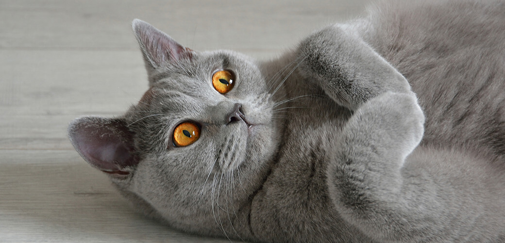 Portrait of a british short-hair cat with expressive orange eyes, that's laying on the floor.