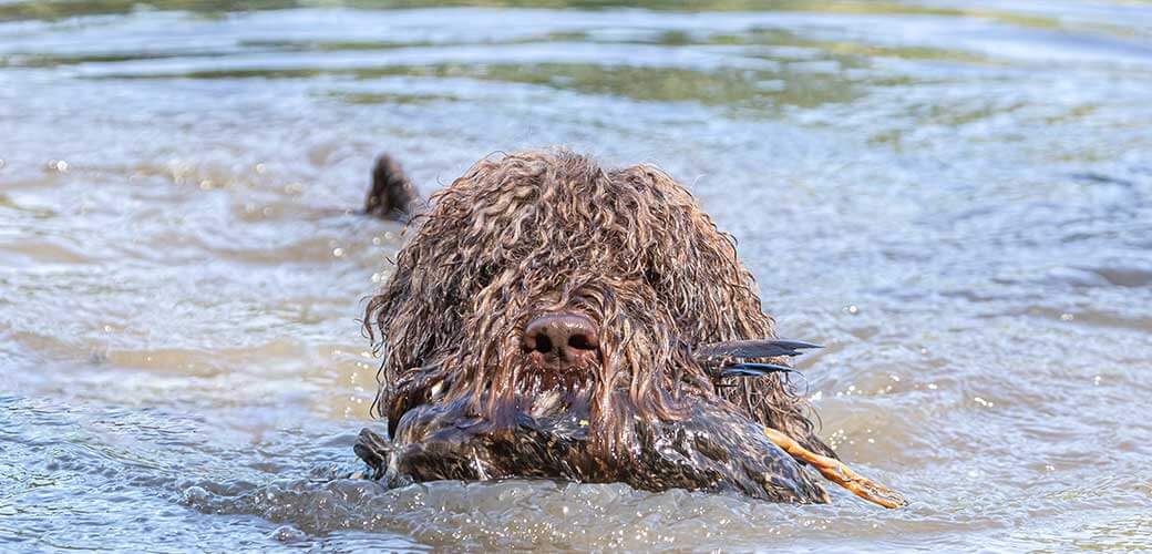 Portrait of a french barbet water dog hound retrieving a dead duck during fowling training at a pond outdoors