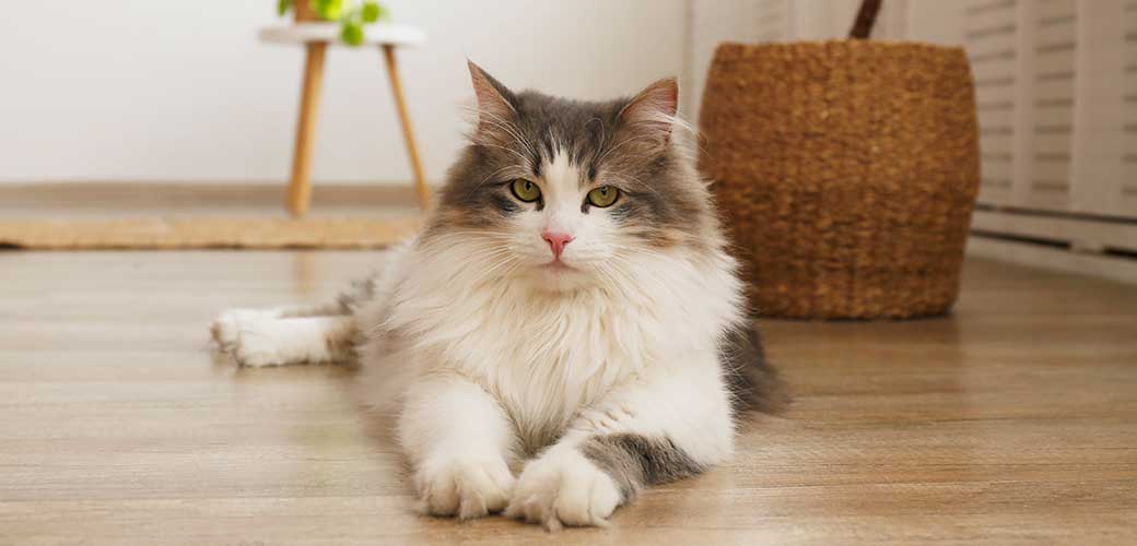 Portrait of a siberian cat with green eyes lying on the floor at home. 