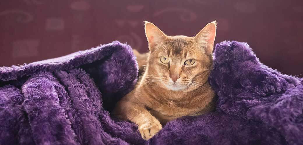 Portrait of an adult brown cat wrapped in a blanket lying on a couch