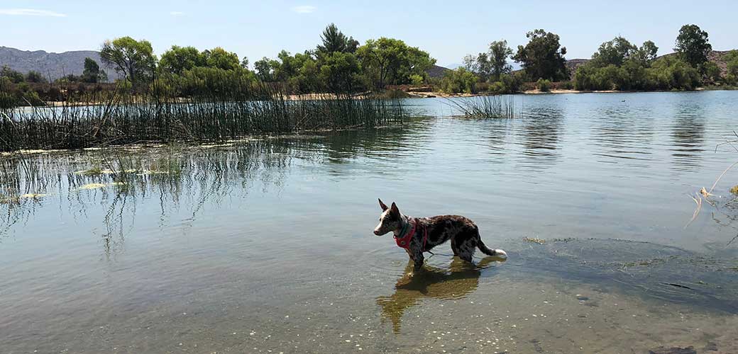 Puppy Dog Walking in Lake