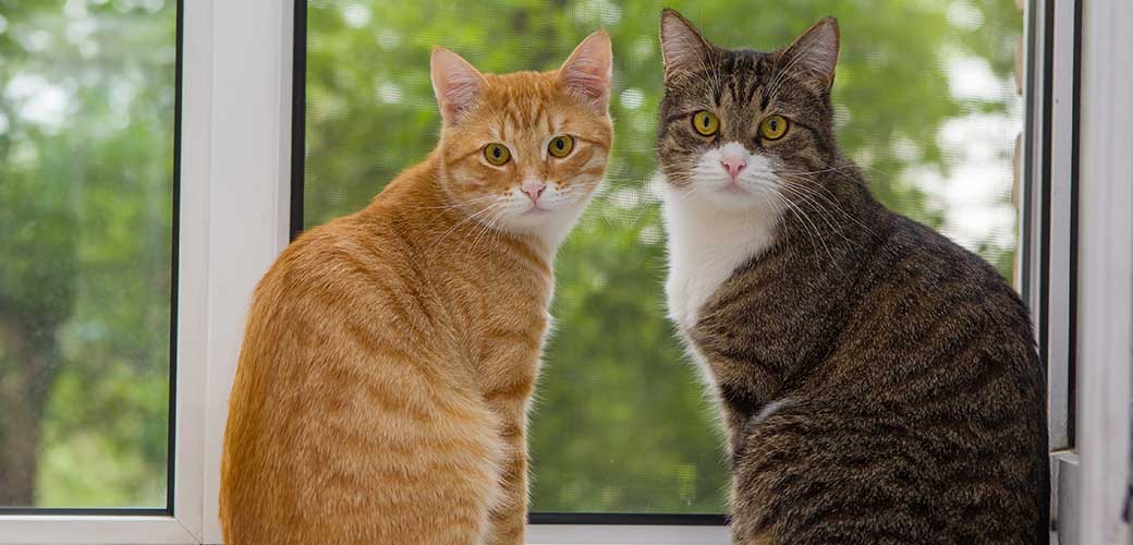 Red and grey cat sitting on the window sill