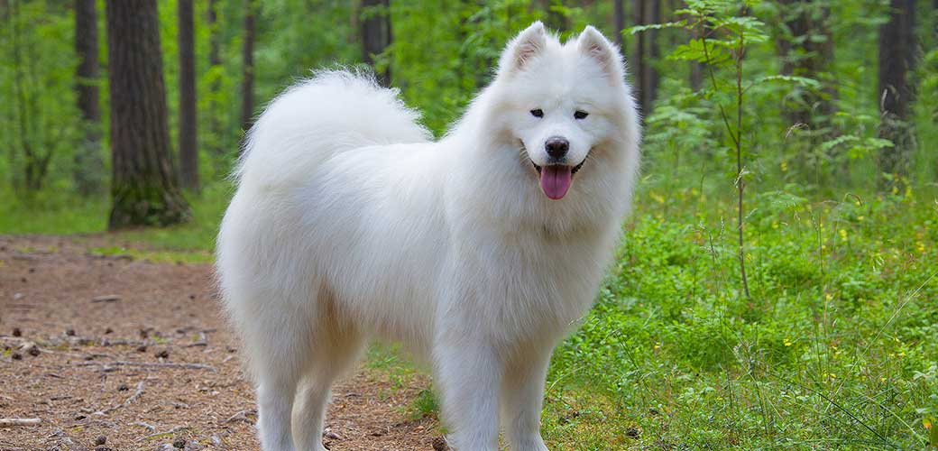Samoyed dog in the summer forest