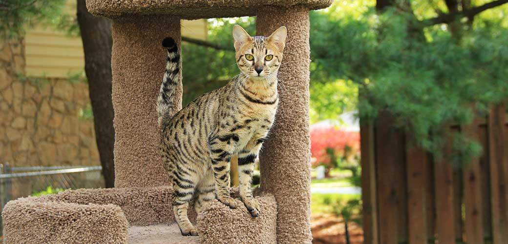 Savannah cat. 