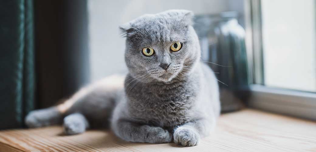Scottish fold cat lies on a wooden windowsill and looks into the camera. Beautiful cat eyes. purebred animal