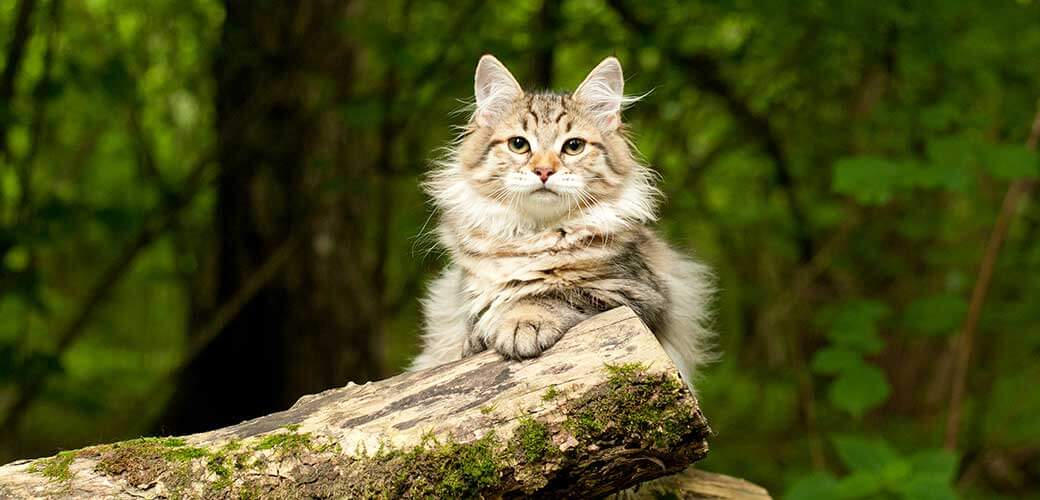 Siberian cat on the tree. 