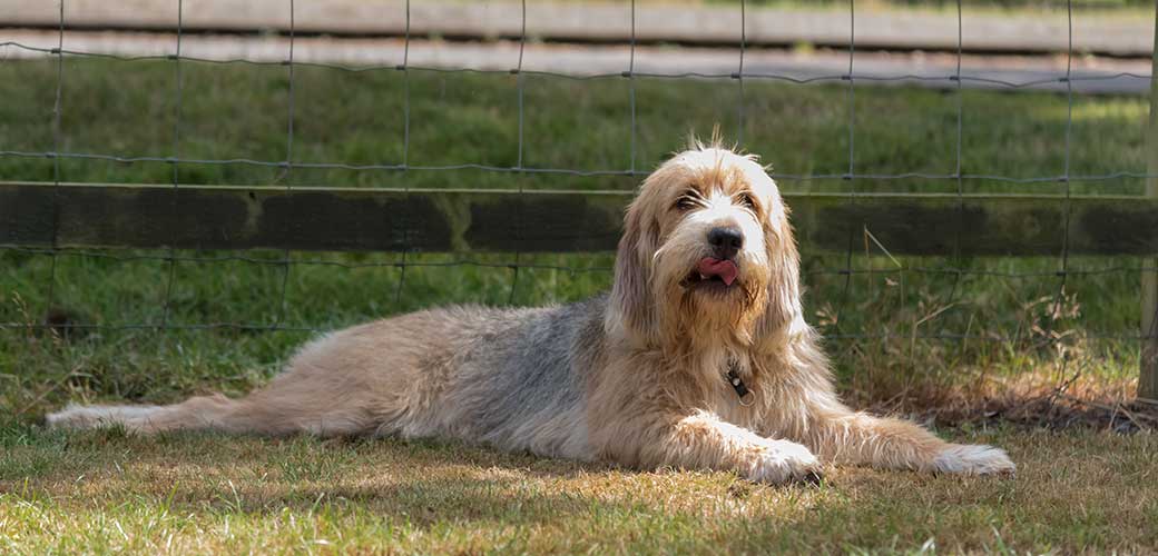 Single Otterhound lying in field in front of a fence