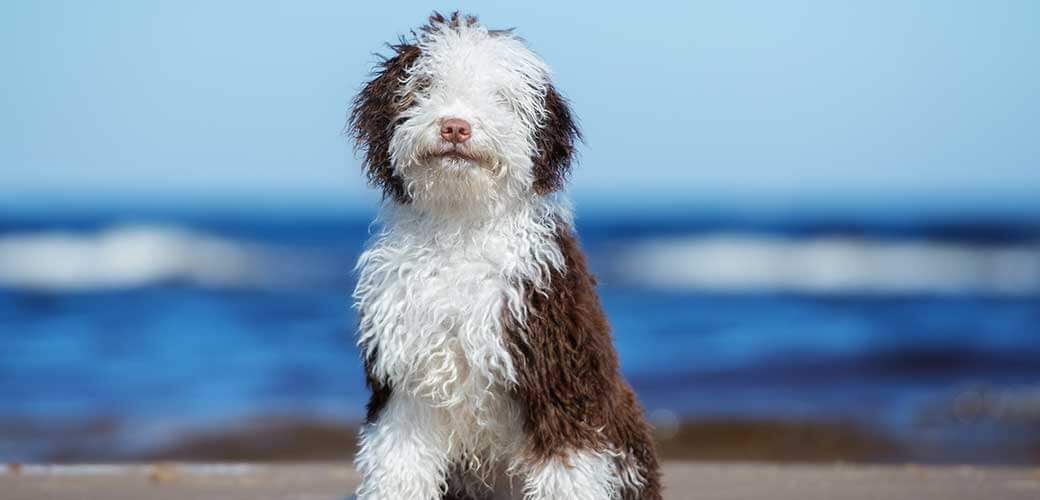 Spanish Water Dog