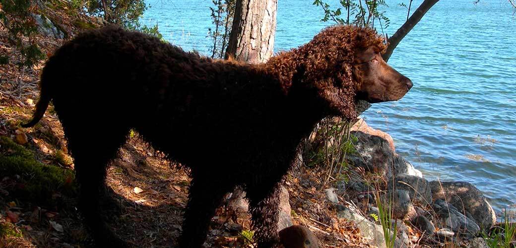 Sweet rare young Irish water spaniel eager to go swimming in the sea in Nordic nature.