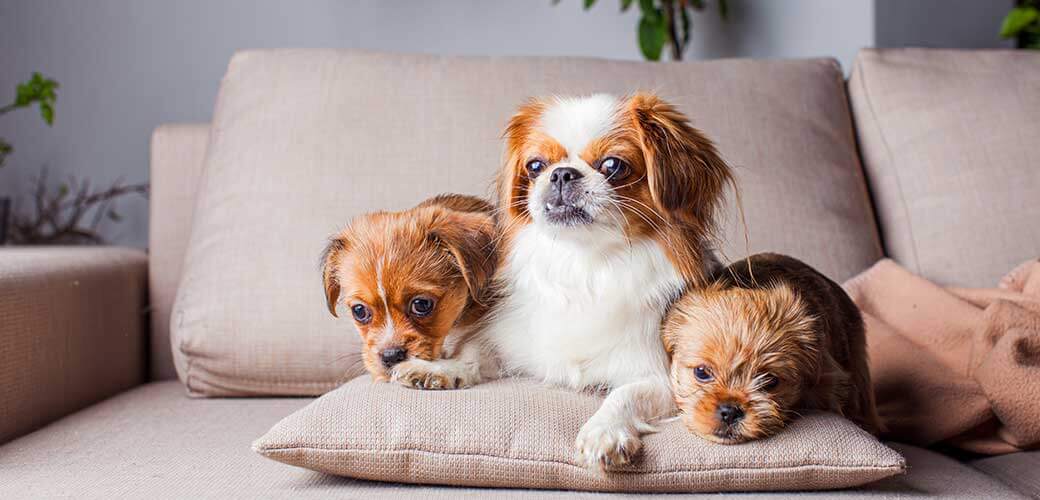 Three cute Pekingese dogs are lying down on a sofa pillow.