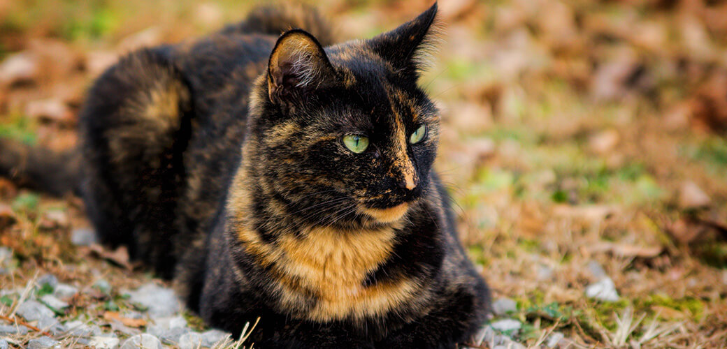 Tortoiseshell cat