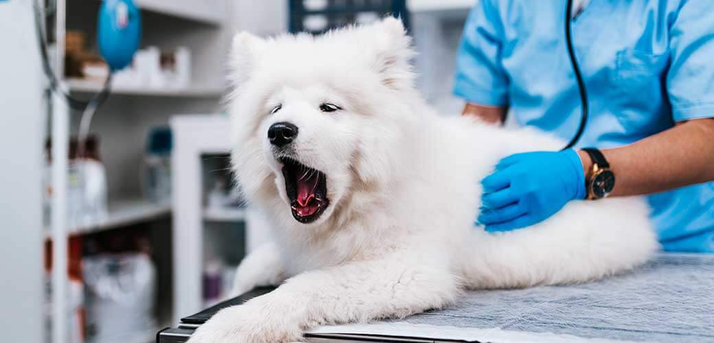 Veterinarian doctor and a samoyed puppy at vet ambulance.