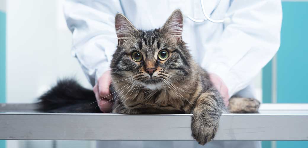 Veterinary caring of a cute cat, close up