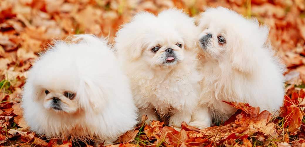 White Pekingese Pekinese Peke Whelp Puppy Dog Sitting On Red Yellow Orange Fall Foliage In Autumn Park