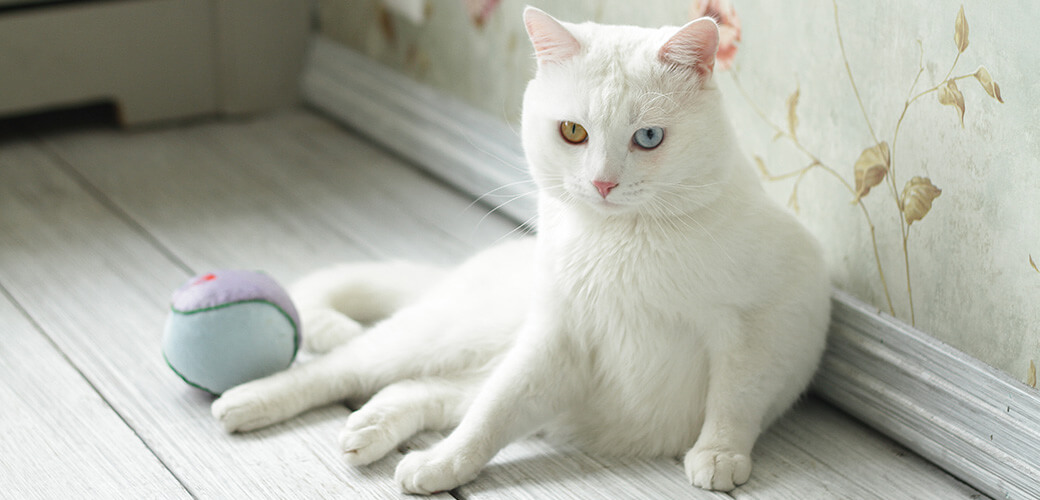 White cat with different eye color . Rare breed of cats Khao Manee . White cat plays .