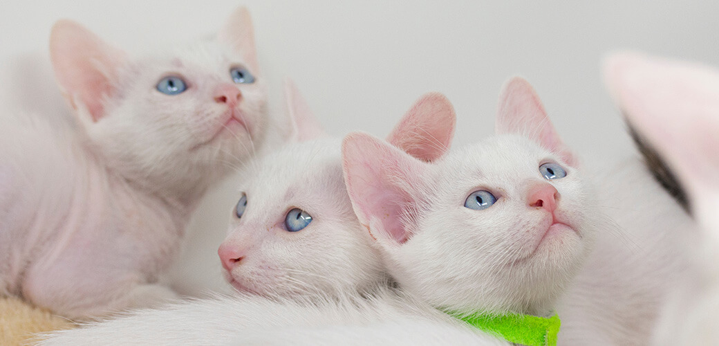 White kittens with blue eyes and black kittens khao manee playing with their siblings