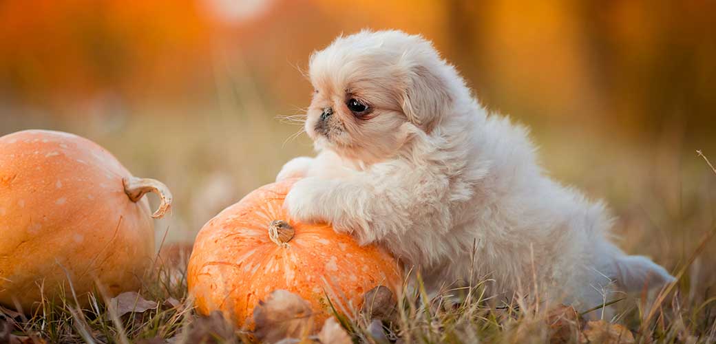 White pekingese puppy playing with pumpkin outdoors