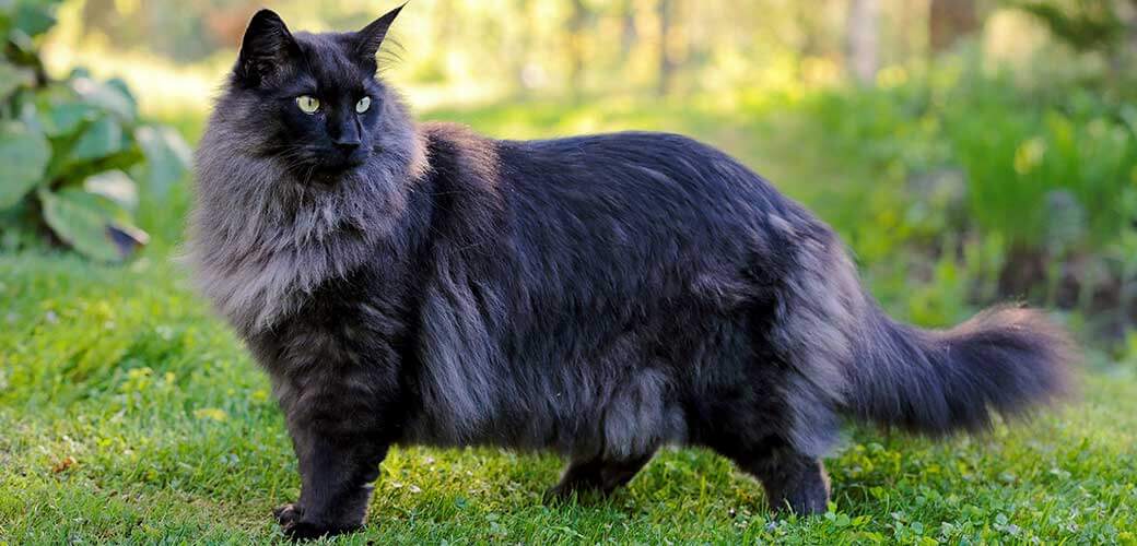 Young Norwegian forest cat male standing in a garden