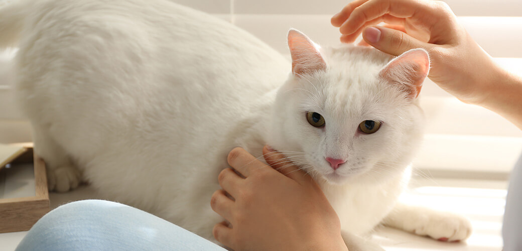 Young woman petting her beautiful white cat at home, closeup. Fluffy pet