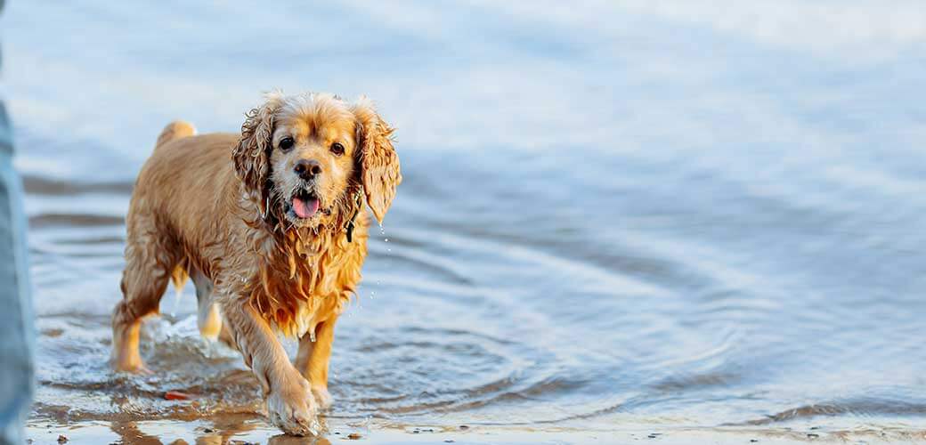 american cocker spaniel puppy playing by the water