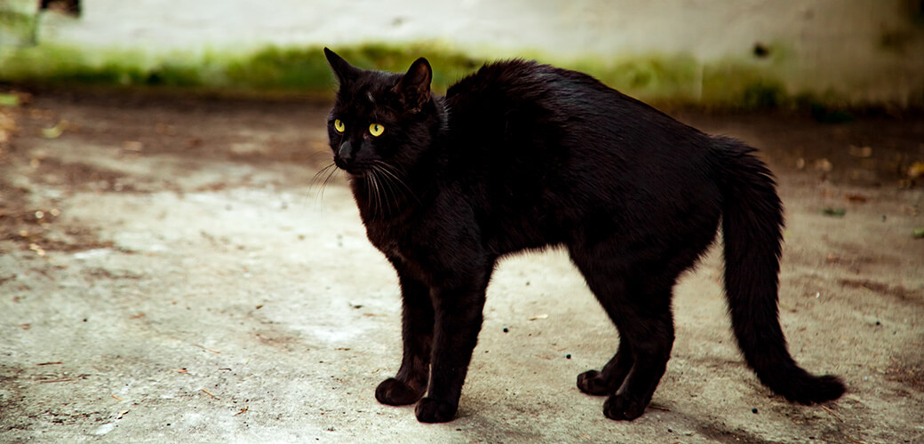black angry cat with green eyes,on the street