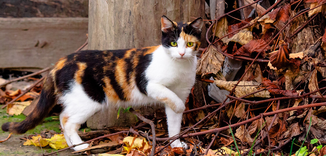 curious calico cat walking outside. predator in the autumn garden. fruit composition on the background. thanksgiving concept