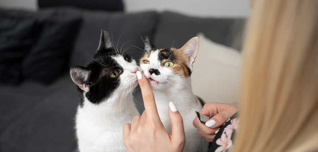 female cat owner feeding two cats with creamy snacks on the couch letting them lick her finger