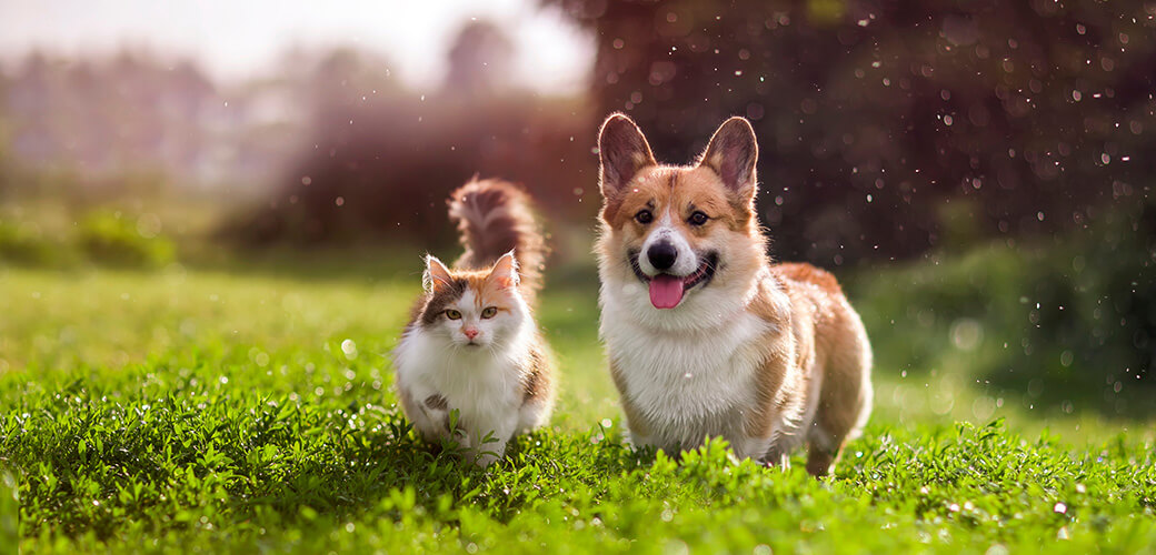 furry friends red cat and corgi dog walking in a summer meadow under the drops of warm rain
