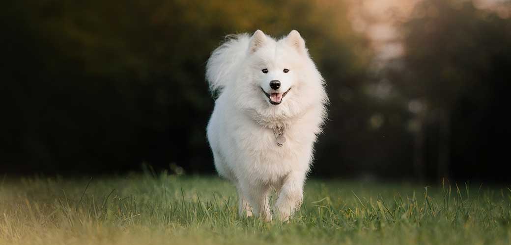 happy fluffy samoyed dog walking outdoors in summer