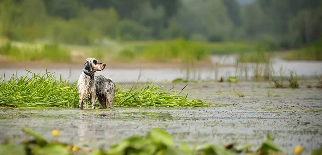 hunting dog in the pond hunts. Portrait of an English setter in the summer on the nature.