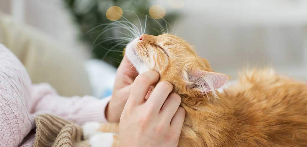 pets, hygge and people concept - close up of female owner stroking red tabby cat in bed at home