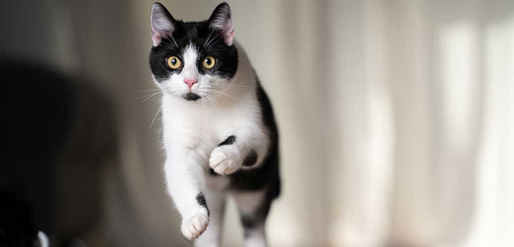 playful black and white cat running indoors at high speed with copy space