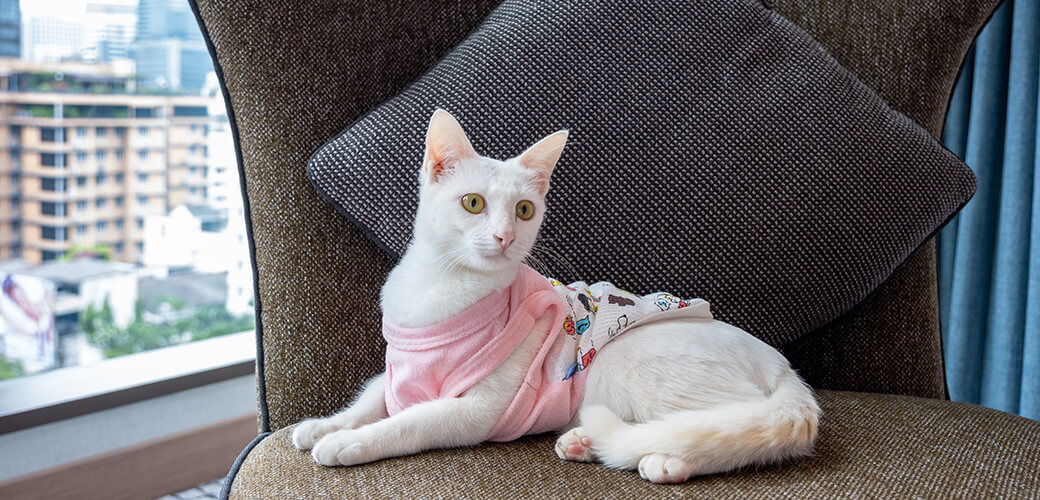 pure white Khao Manee cat wearing clothes taking rest on fabric chair in pet friendly hotel