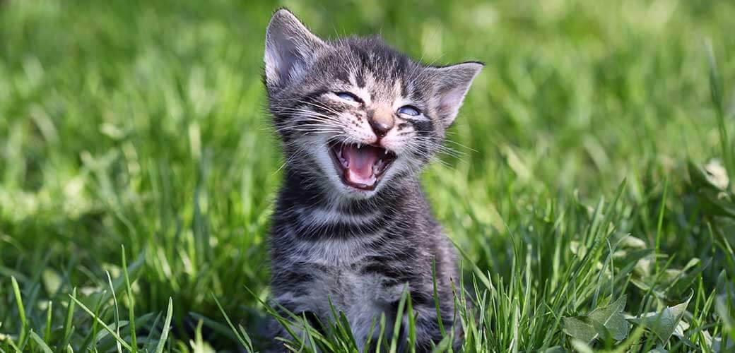 small gray tabby kitten meowing while sitting in the grass