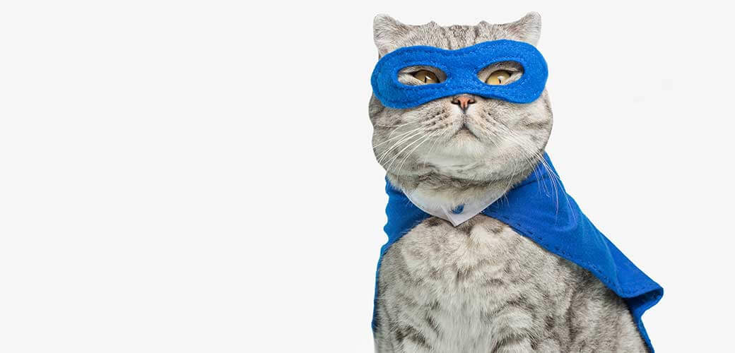 superhero cat - Scottish Whiskas with a blue cloak and mask, on a white background.
