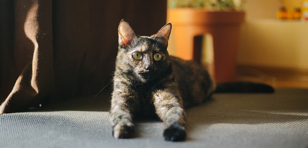 tortoiseshell cat sitting on the floor and hunting