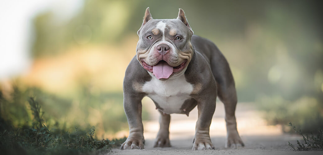 A young lilac American Bully standing on a sandy path among the green grass and looking directly into the camera against the backdrop of a bright summer landscape