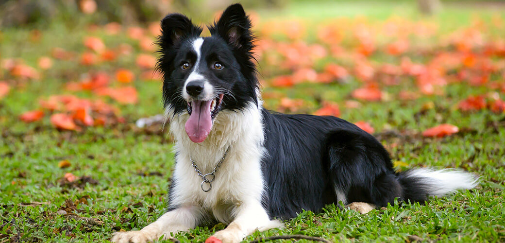 Attentive border collie dog lying down on the grass on a sunny d